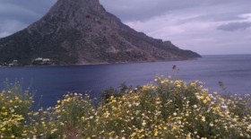 Island Flowers in Kalymnos, Greece