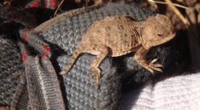 horny toad in voodoo canyon