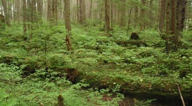 juneau alaska rainforest