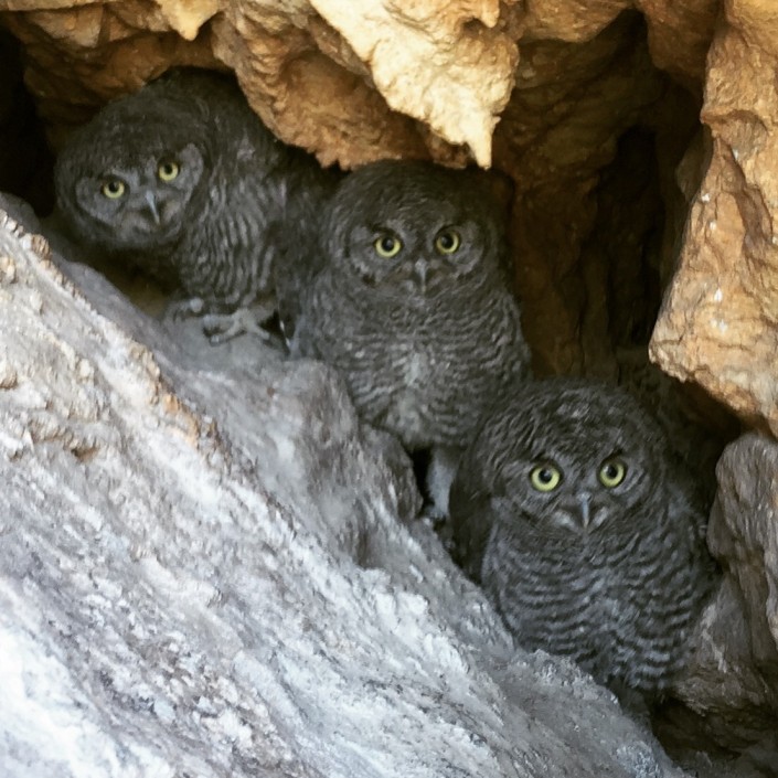 baby owls