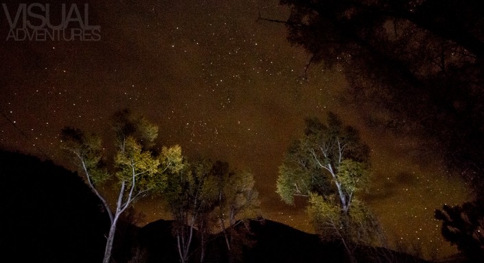 trees at night, colorado
